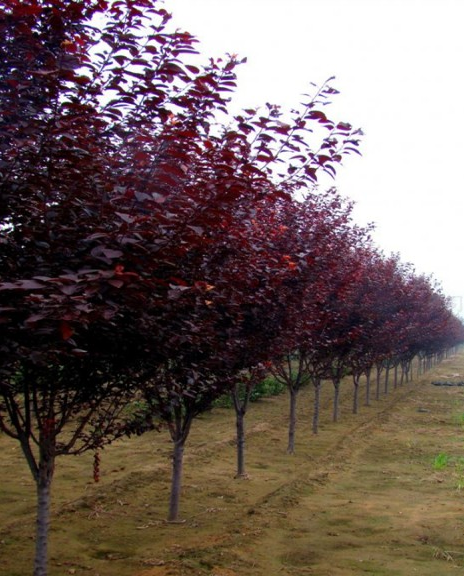 紫葉李價(jià)格