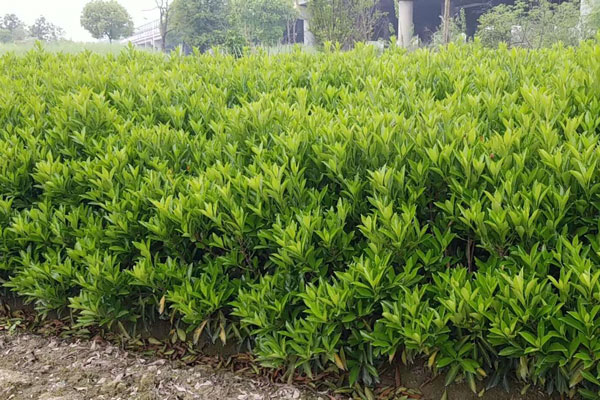 1米高法國(guó)冬青價(jià)格說(shuō)明