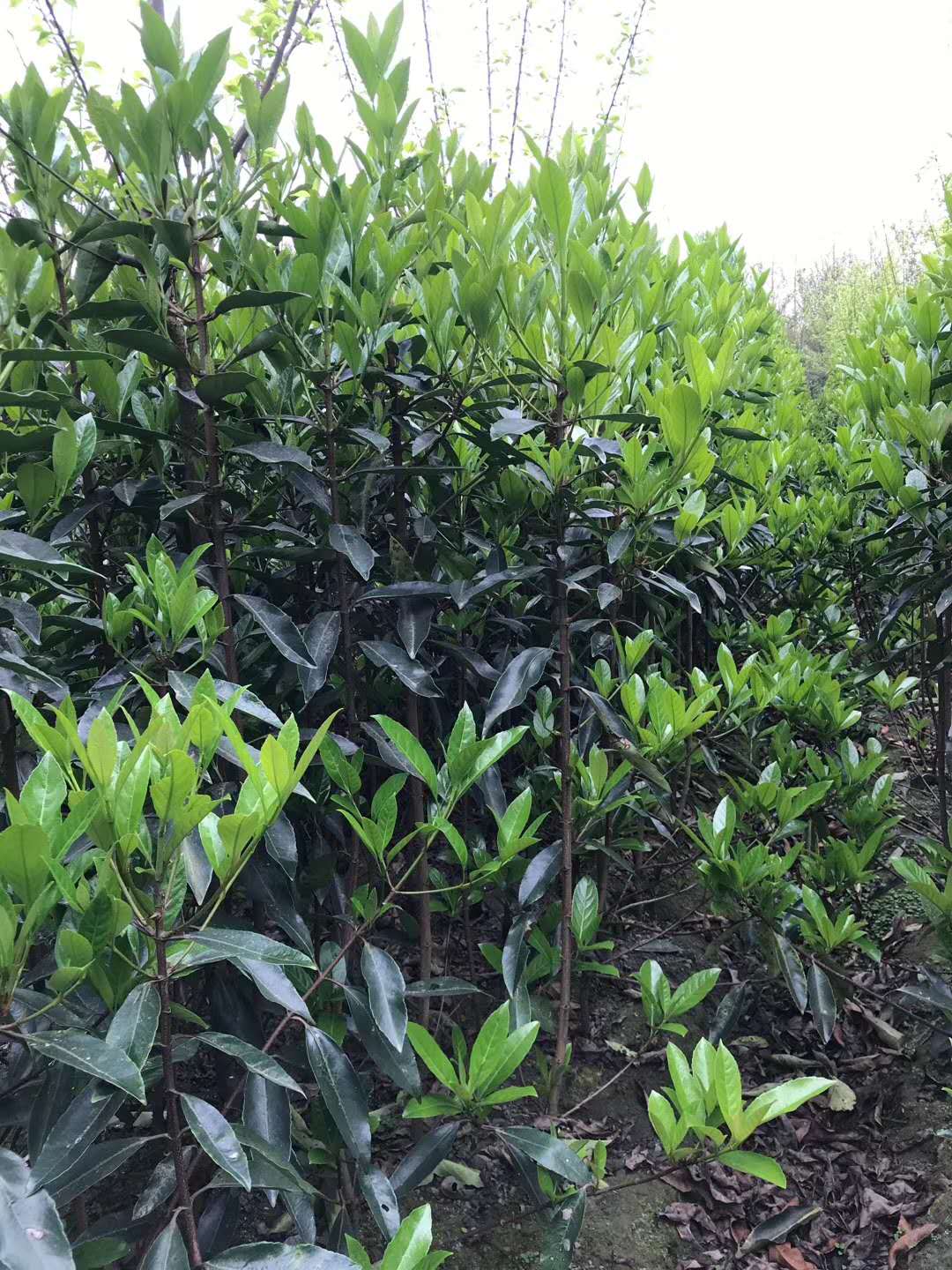 法國(guó)冬青0.5米、0.8米、1米價(jià)格表